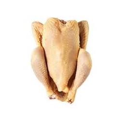 Pollo entero fresco.